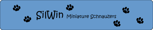 SilWin Miniature Schnauzers